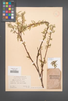 Salix acmophylla [KOR 18761]
