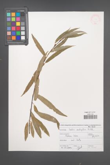 Salix acutifolia [KOR 47101]