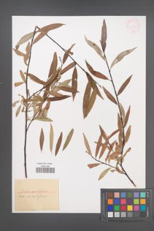 Salix acutifolia [KOR 36428]