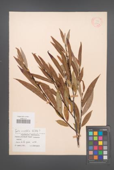 Salix acutifolia [KOR 18760]