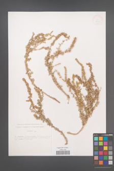 Atriplex [KOR 33193]