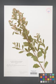 Baccharis halimifolia [KOR 45250]