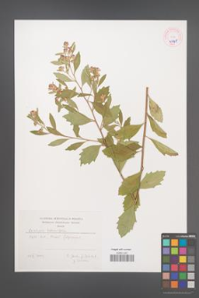 Baccharis halimifolia [KOR 45249]