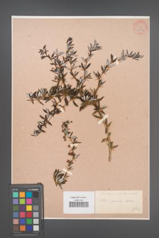 Berberis candidula [KOR 33791]