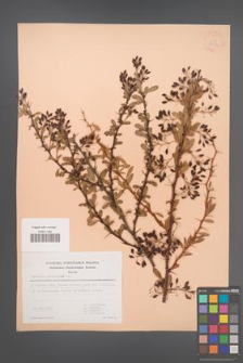 Berberis crataegina [KOR 30104]