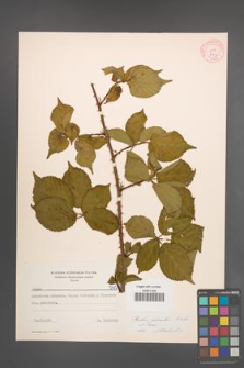 Rubus plicatus [KOR 7197]
