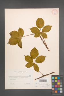 Rubus plicatus [KOR 7203]