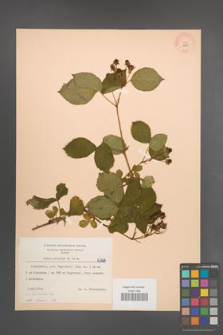 Rubus plicatus [KOR 6268]