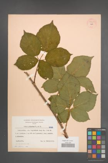 Rubus plicatus [KOR 54210]