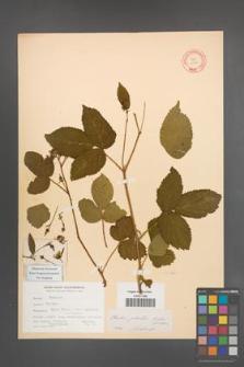 Rubus plicatus [KOR 10932]