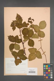 Rubus plicatus [KOR 23450]
