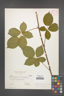 Rubus plicatus [KOR 5825]