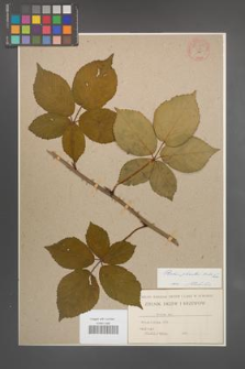 Rubus plicatus [KOR 54211]