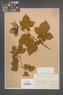 Rubus plicatus [KOR 54212]