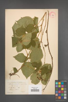 Rubus plicatus [KOR 10886]