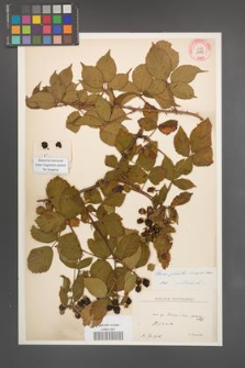 Rubus plicatus [KOR 10889]