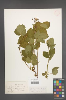 Rubus plicatus [KOR 10920]