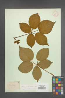 Rubus plicatus [KOR 10907]
