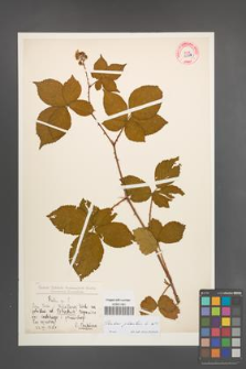 Rubus plicatus [KOR 1088]