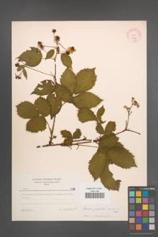 Rubus plicatus [KOR 7176]