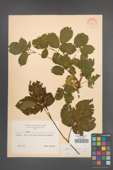Rubus plicatus [KOR 10916]