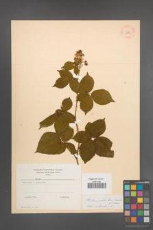 Rubus plicatus [KOR 10877]