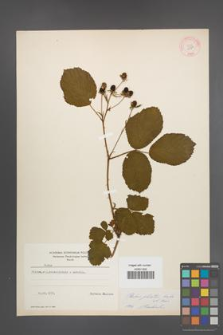 Rubus plicatus [KOR 10911]