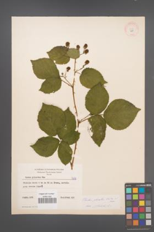 Rubus plicatus [KOR 7689]