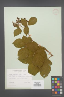 Rubus plicatus [KOR 30603]
