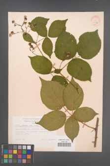 Rubus plicatus [KOR 30599]