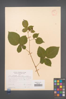 Rubus plicatus [KOR 54215]