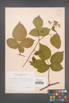 Rubus plicatus [KOR 30600]