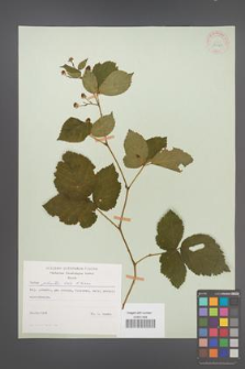 Rubus plicatus [KOR 30678]