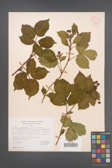 Rubus plicatus [KOR 54218]