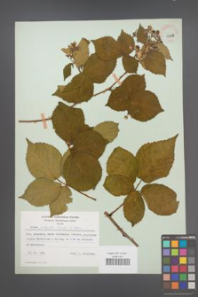 Rubus plicatus [KOR 29993]