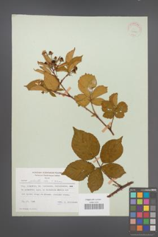 Rubus plicatus [KOR 30670]