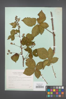 Rubus plicatus [KOR 23427]