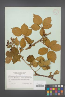 Rubus plicatus [KOR 30009]