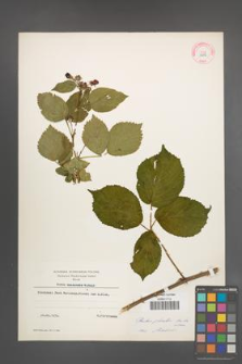 Rubus plicatus [KOR 10875]