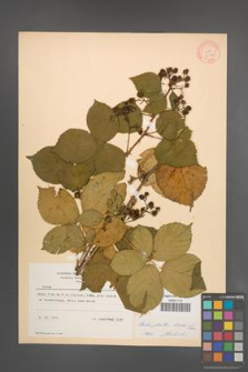 Rubus plicatus [KOR 10900]