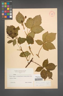 Rubus plicatus [KOR 10873]