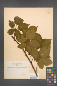 Rubus plicatus [KOR 30008]