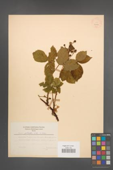 Rubus plicatus [KOR 30001]