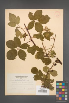 Rubus plicatus [KOR 28026]