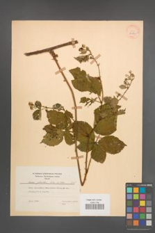 Rubus plicatus [KOR 30580]
