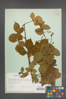 Rubus plicatus [KOR 29998]