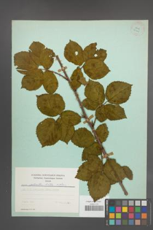 Rubus plicatus [KOR 24428]