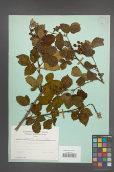 Rubus plicatus [KOR 24429]