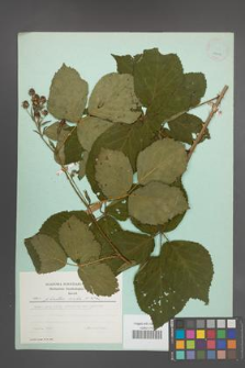 Rubus plicatus [KOR 24436]