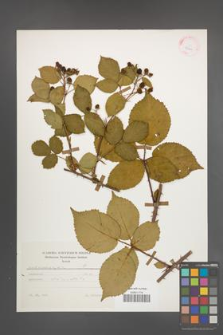 Rubus plicatus [KOR 25600]